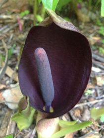 Arum pictum, Oktober