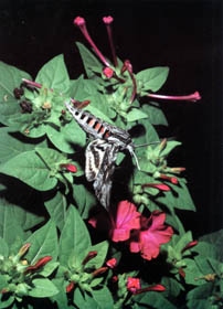 Windenschwärmer, Agrius convolvuli L., Foto: Denis Bringard, Instants d'insectes