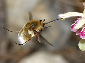 Bombylius major / Großer Wollschweber - Foto Rudolf und Elisabeth Hofer, www.focusnatura.at