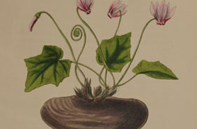 Cyclamen europaeum, Alpenveilchen - A. v. Villers und F. v. Thümen, Die Pflanzen des homöopathischen Arzneischatzes, Dresden 1893