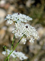 Daucus carote, Wilde Möhre - Blütendolde