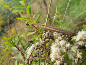 Mantis religiosa