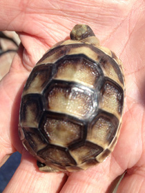 Maurische Landschildkröte