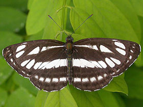 Neptis Sappho Pall., Schwarzbrauner Trauerfalter - Foto Martin Hrouzek