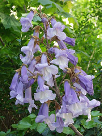 Blütenrispe Paulownia