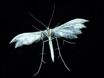 Pterophorus pentadactylus - Foto Thomas Burgard (http://www.whitewall.com/burgard)