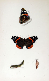 A History of British Butterlies by the Rev. F. O. Morris, B. A., 3rd ed. London 1870