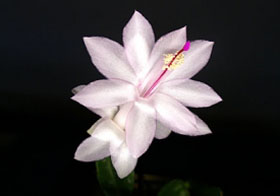 Schlumbergera truncata (= Zygocactus = Weihnachtskaktus) - Foto Vatroslav Cesljarevic