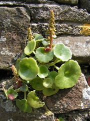 Umbilicus rupestris - Foto: sannse