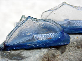 Velella, Segelqualle